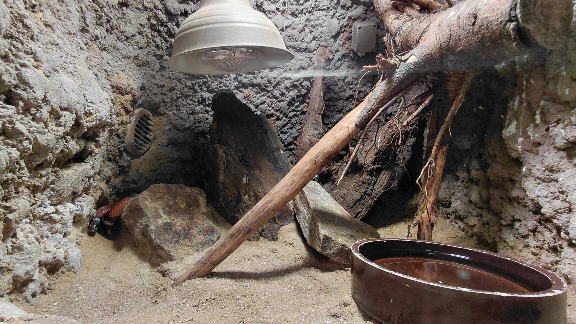 Sinaloan milk snake exhibit