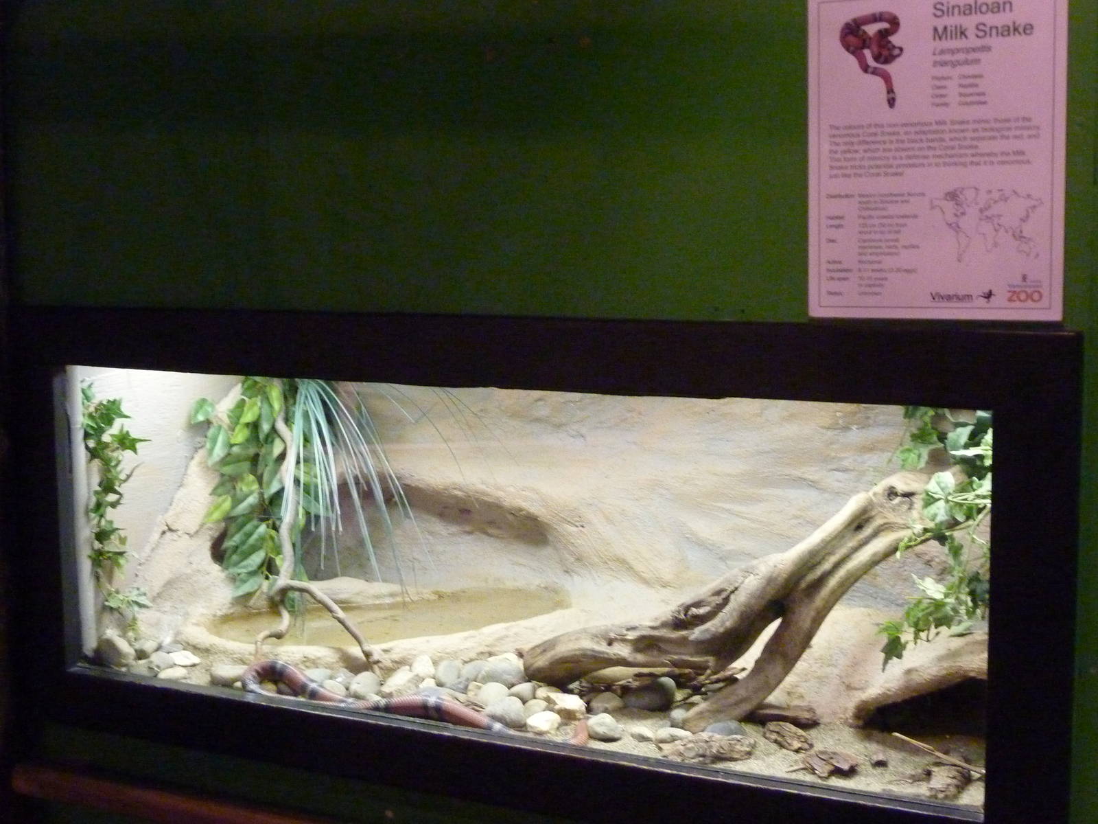 Sinaloan Milk Snake Exhibit