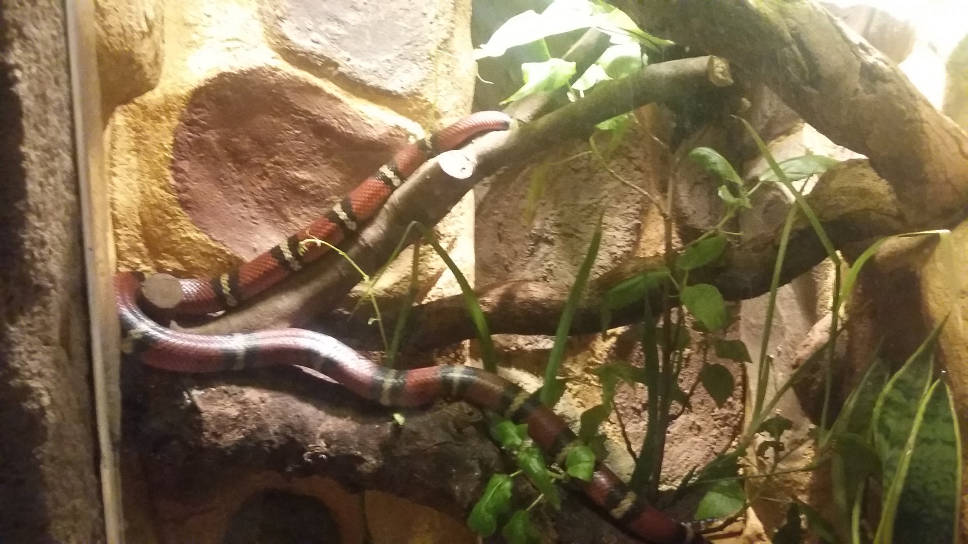Sinaloan milk snake (Lampropeltis triangulum sinaloae)