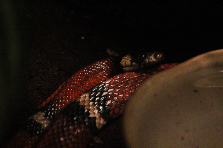Sinaloan milk snake (Lampropeltis triangulum sinaloae)