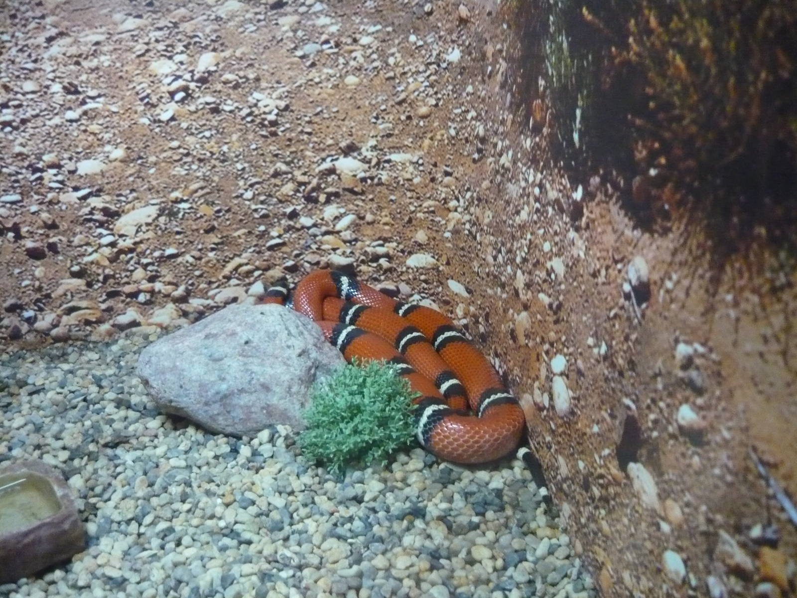 Sinaloan milk snake (Lampropeltis triangulum sinaloe)