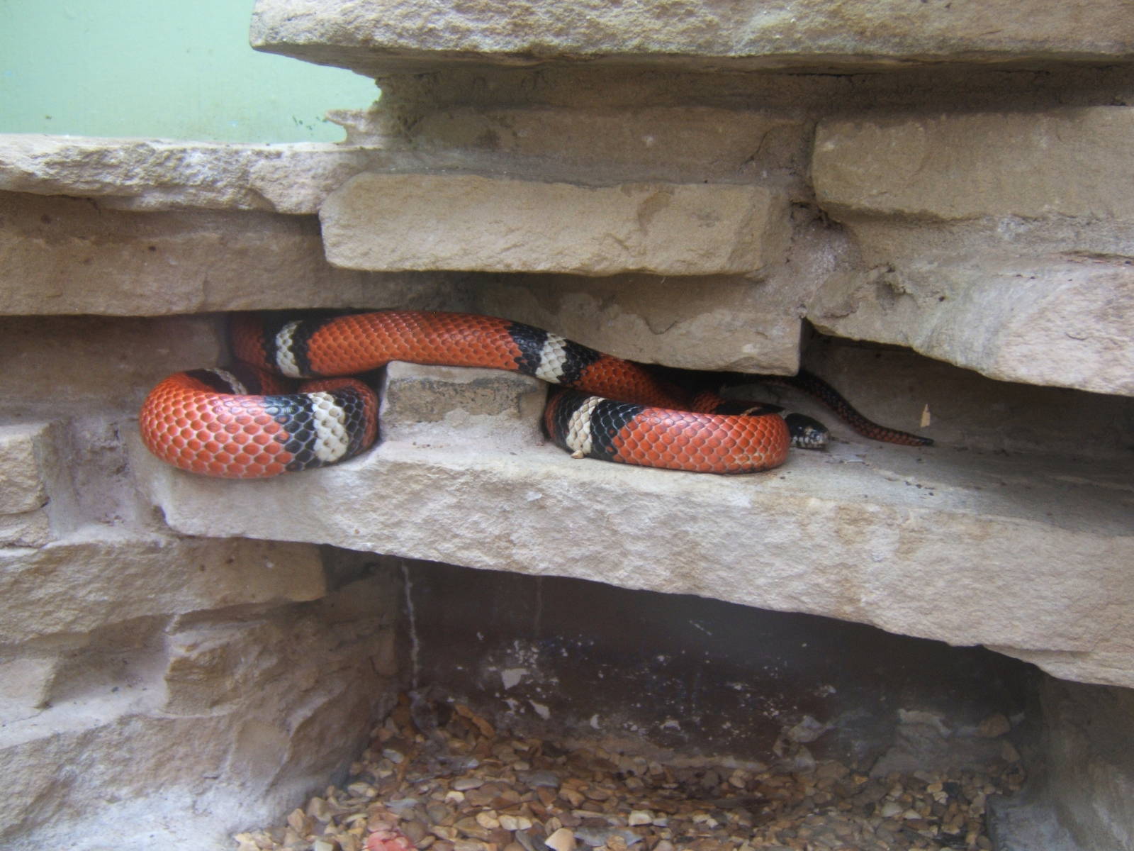 Sinaloan Milk Snake