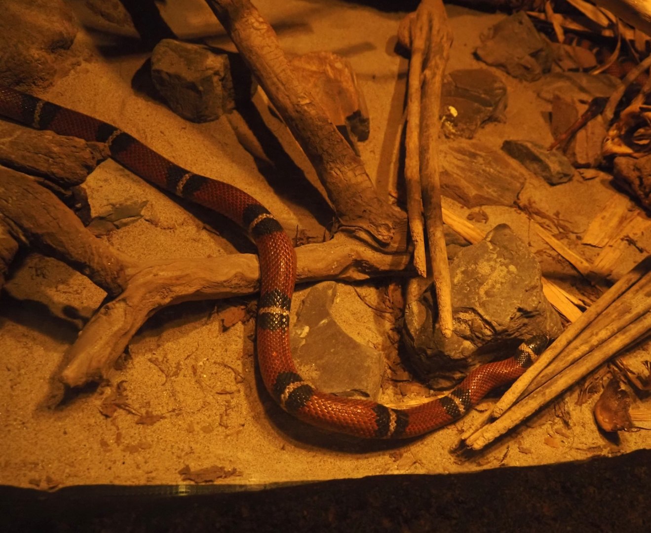 Sinaloan milksnake (Lampropeltis triangulum sinaloae), 2025-05-17