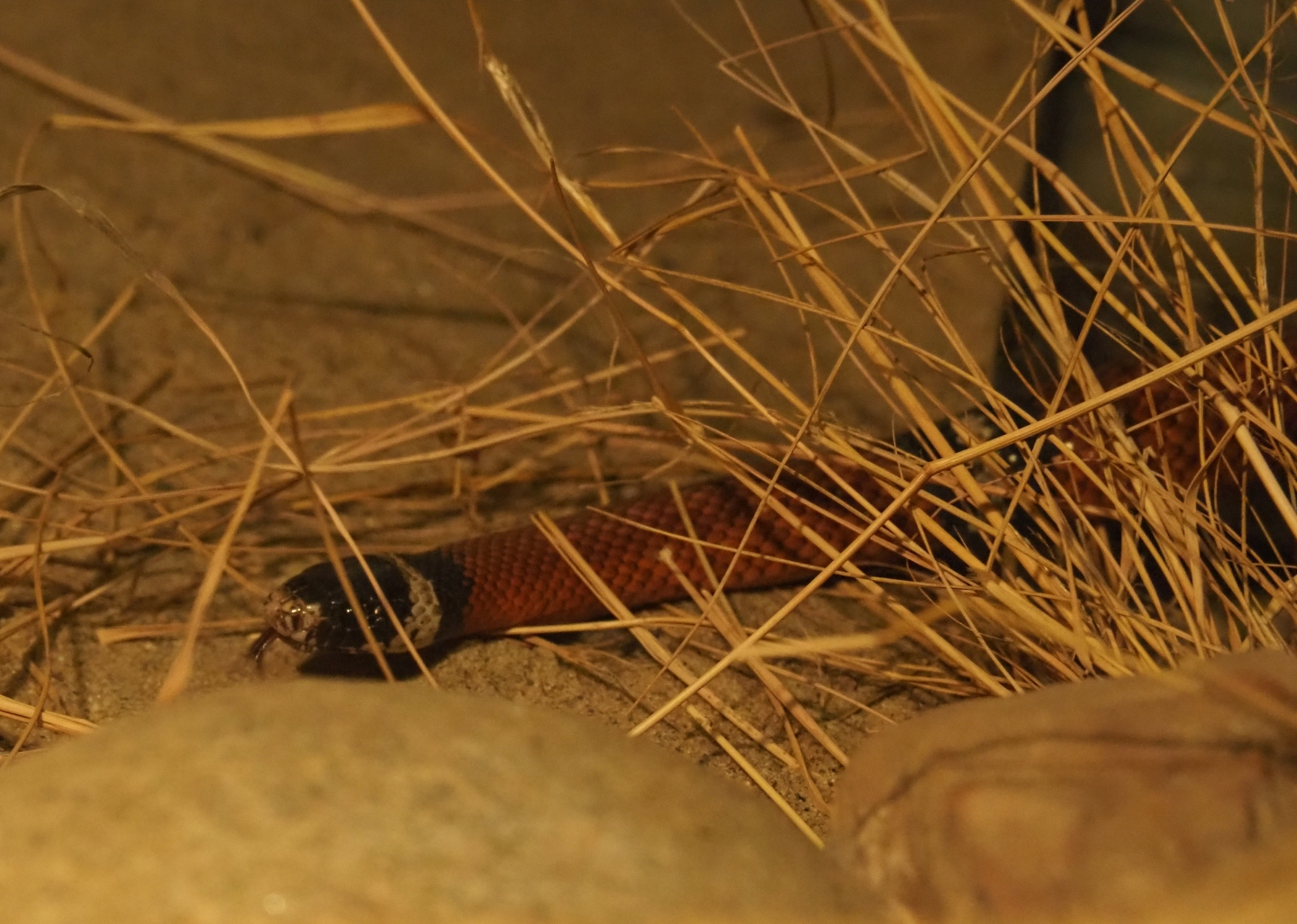 Sinaloan milksnake (Lampropeltis triangulum sinaloae), Sep 16th, 2018