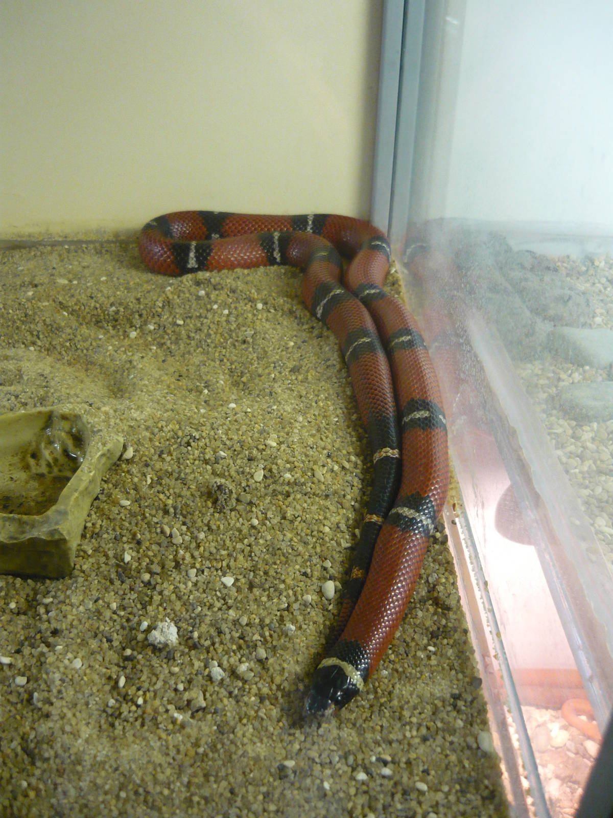 Sinaloan milksnake (Lampropeltis triangulum sinaloae)