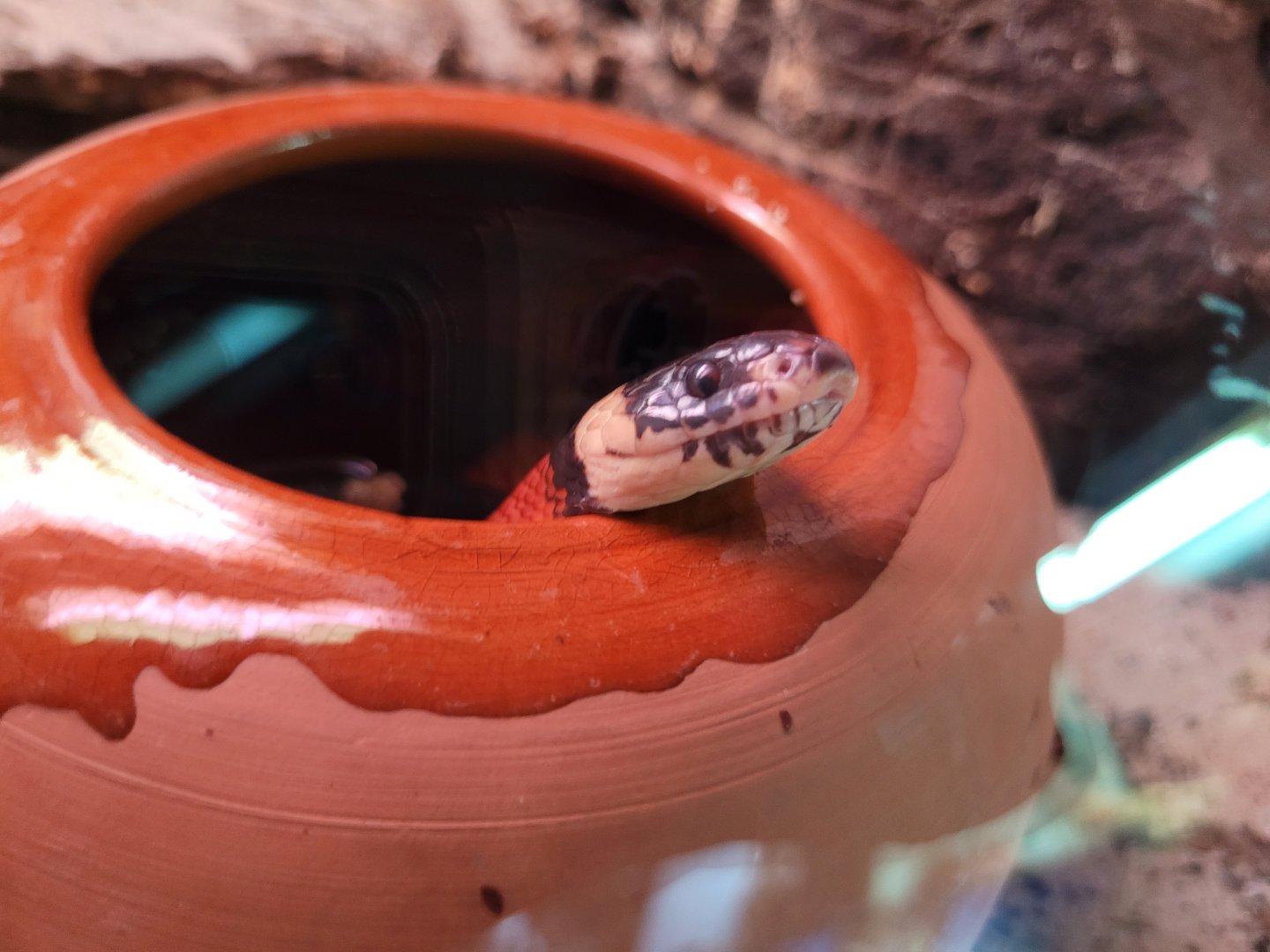 Sinaloan milksnake -Parque de la Naturaleza de Cabárceno (2022)