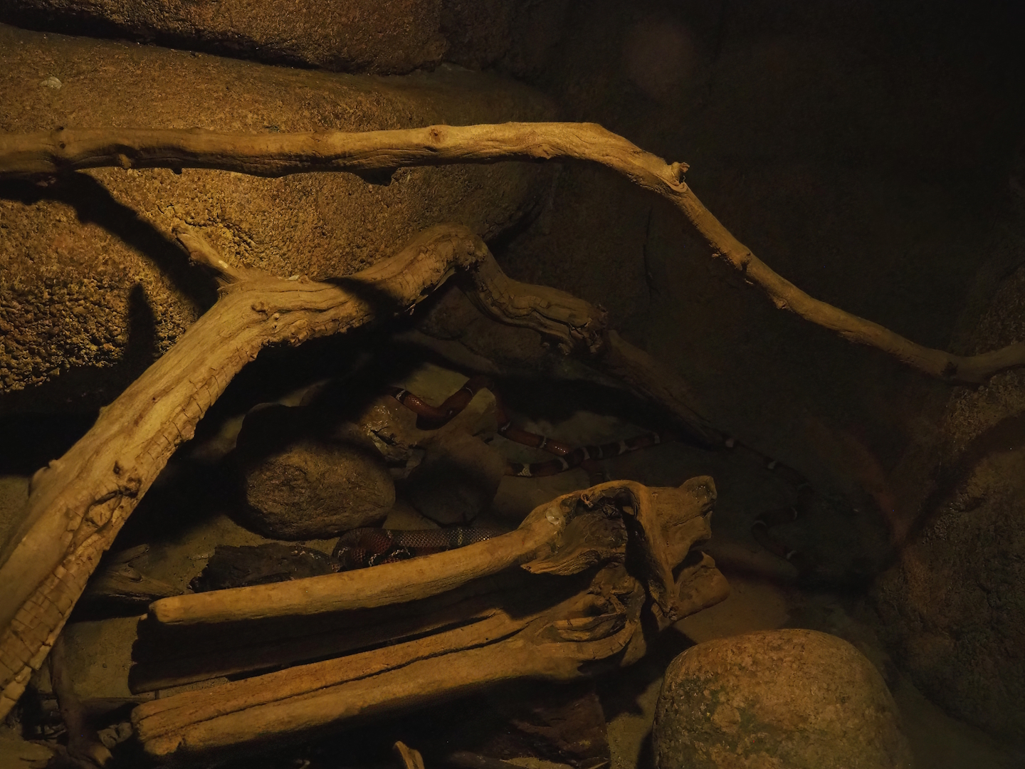 Sinaloan milksnake terrarium, 2023-10-07