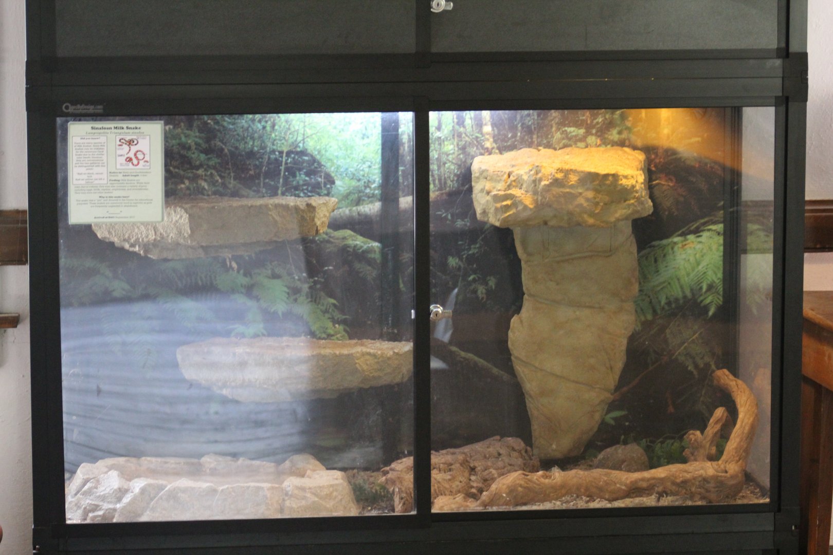 Sinaloan Milksnake Terrarium