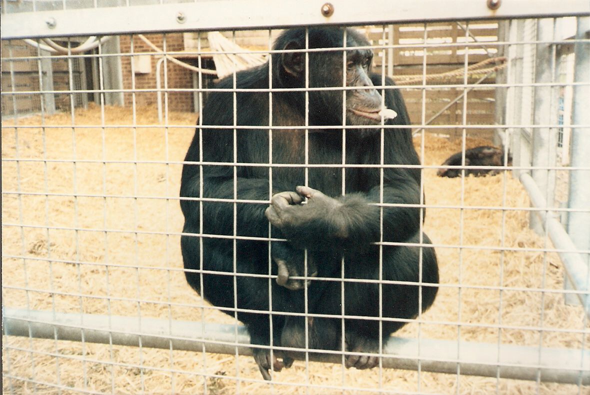 Sinbad and Cressida the Chimpanzees at Chessington Zoo, 23 August 1987