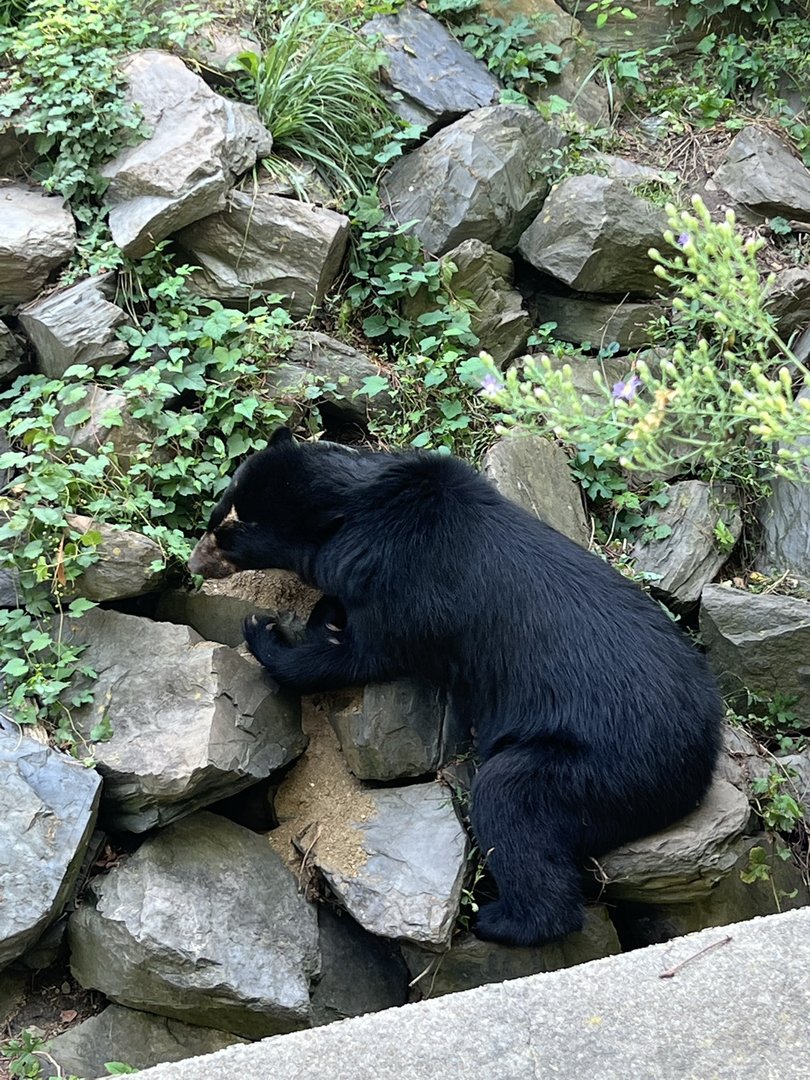 Sinchi the Andean Bear