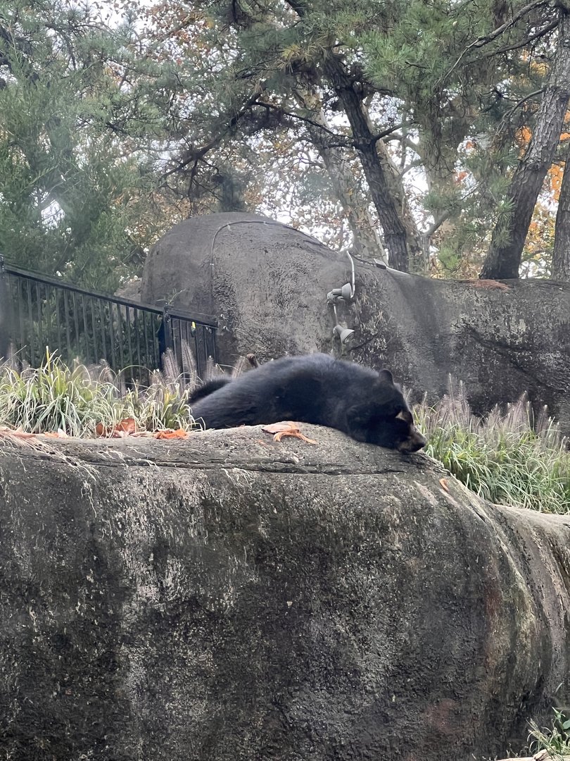 Sinchi the male Andean bear
