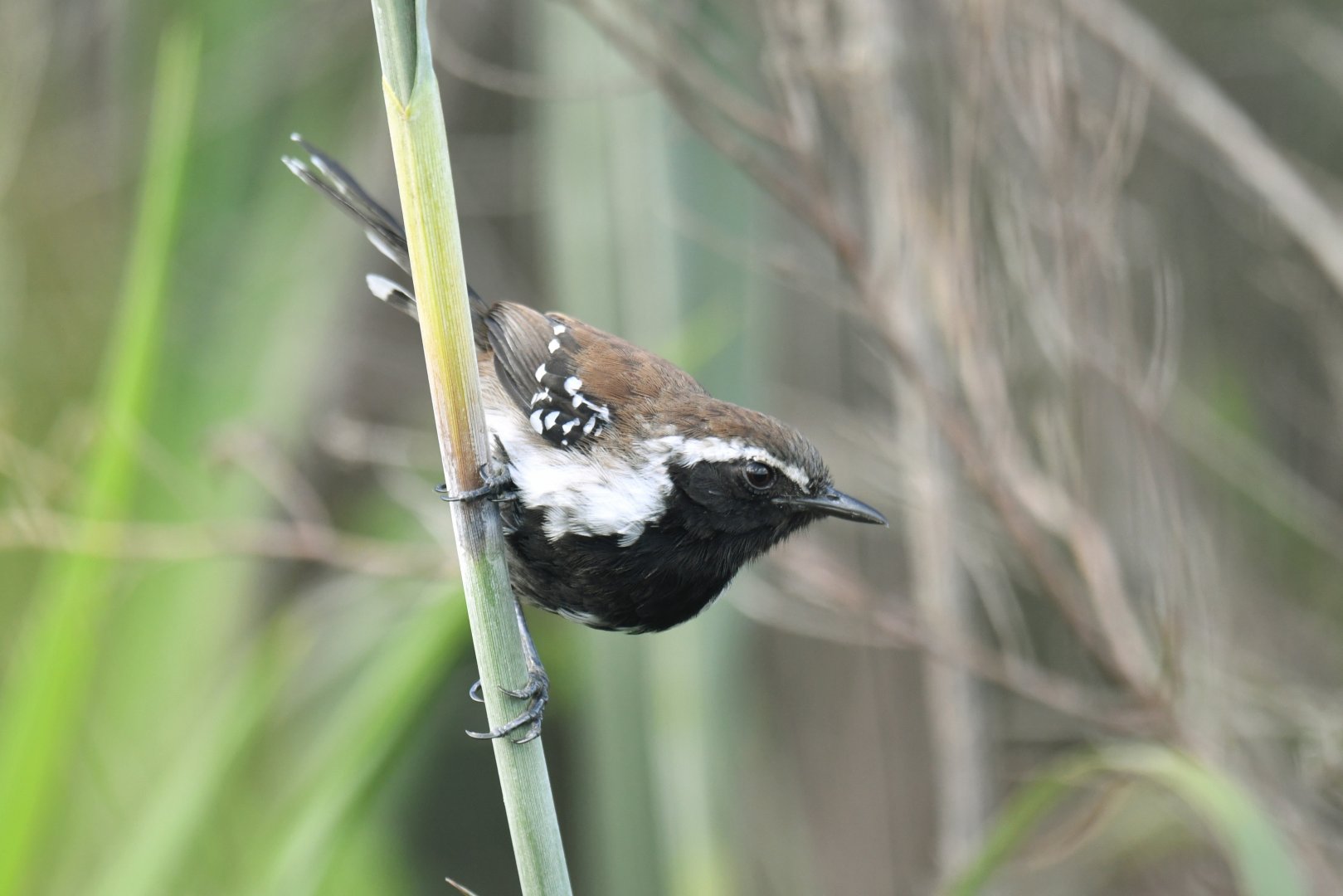 Sincora Antwren Formicivora grantsaui