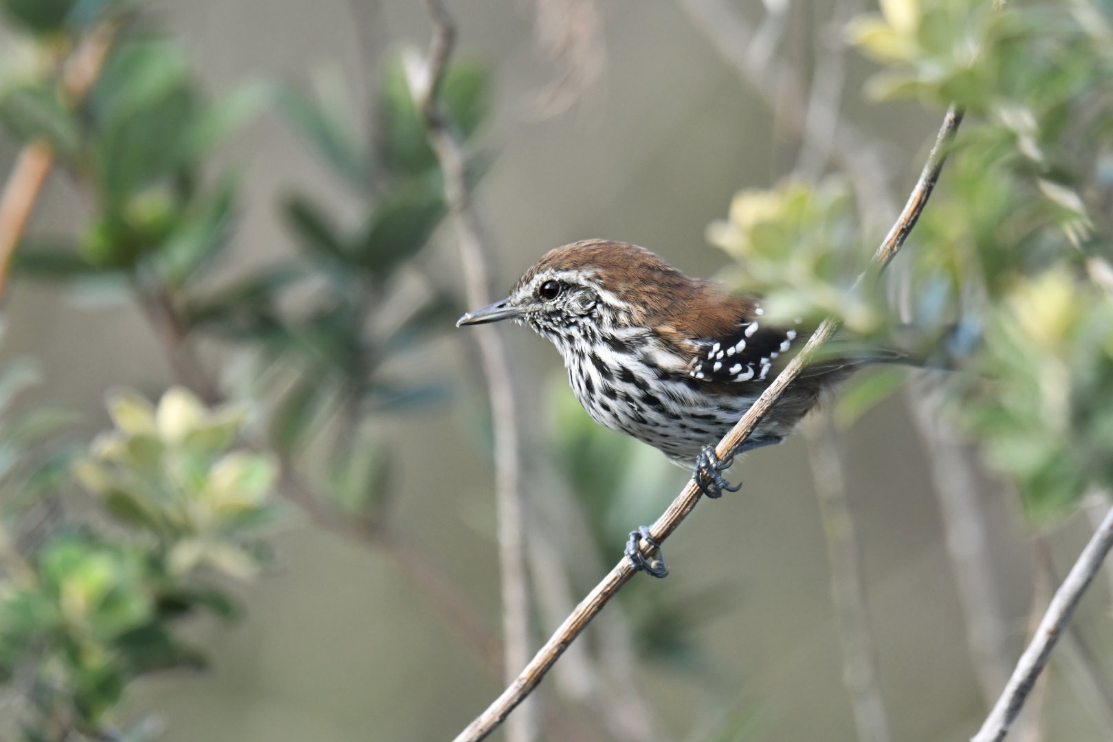 Sincora Antwren Formicivora grantsaui