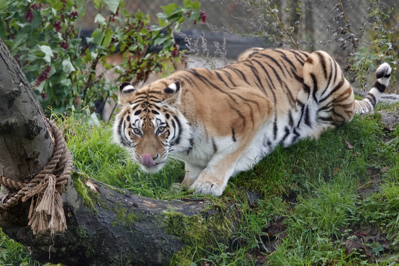 Sinda - Amur tiger