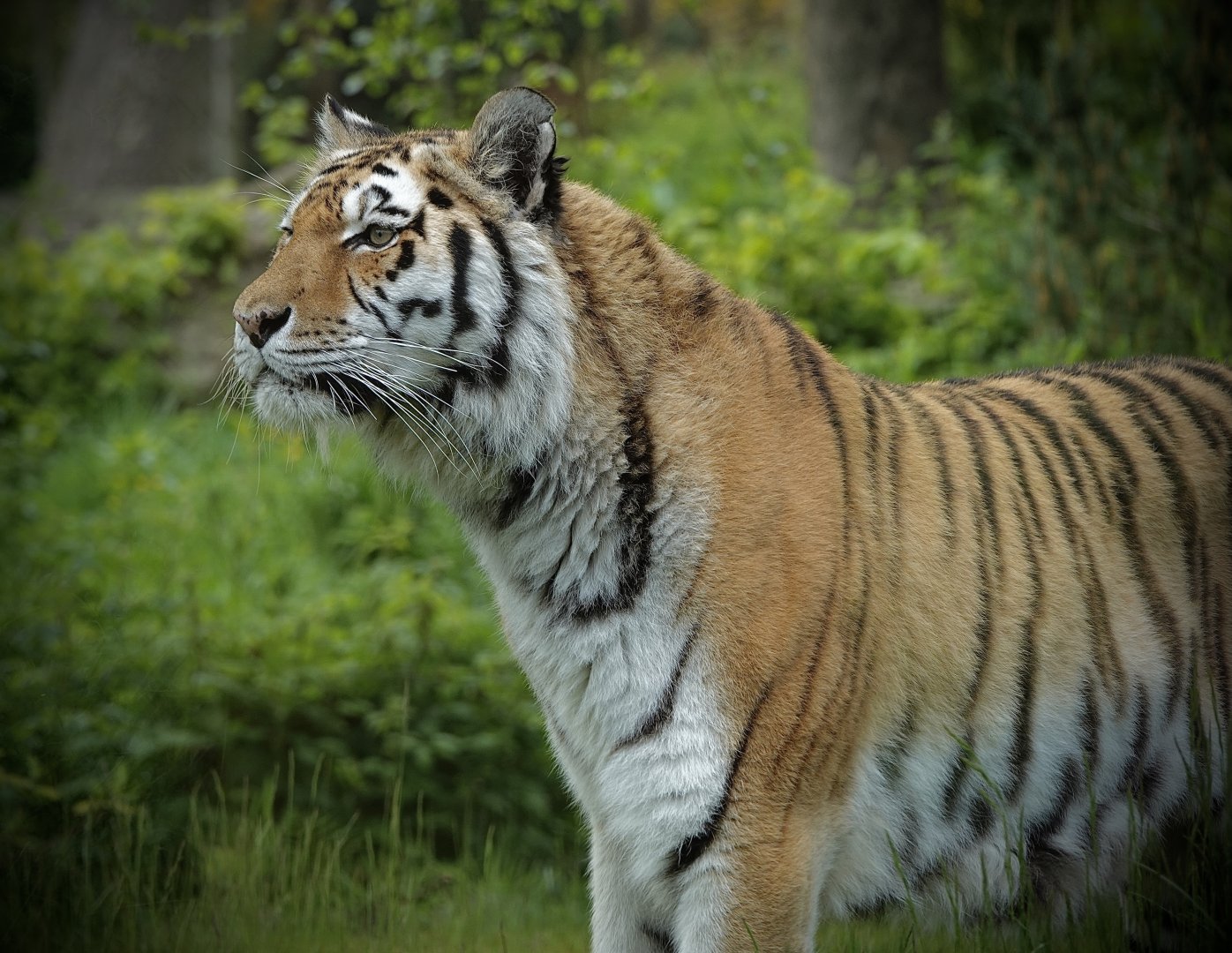 Sinda Female Tiger