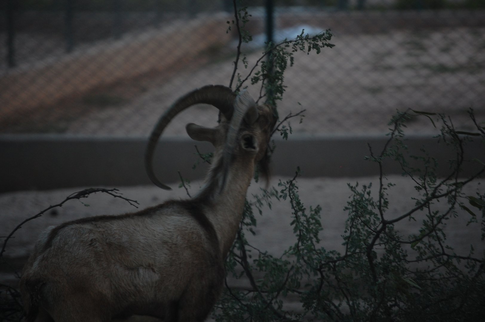 Sindh ibex feeding - Peshawar Zoo 20/10/2018