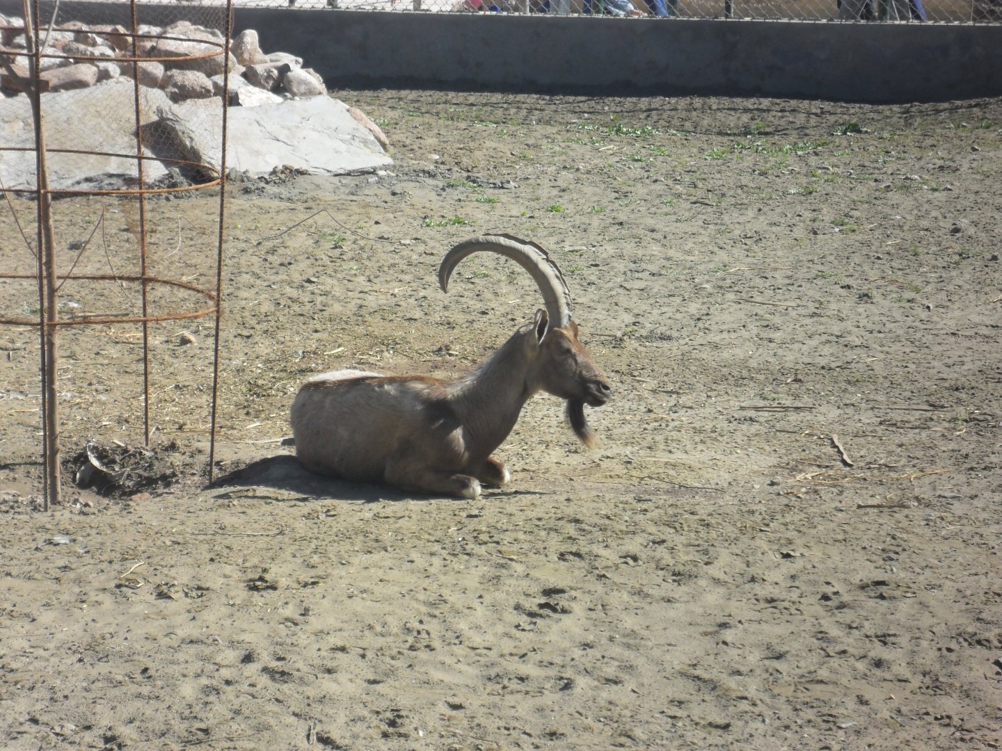 Sindh Ibex - Peshawar zoo 17/2/2018