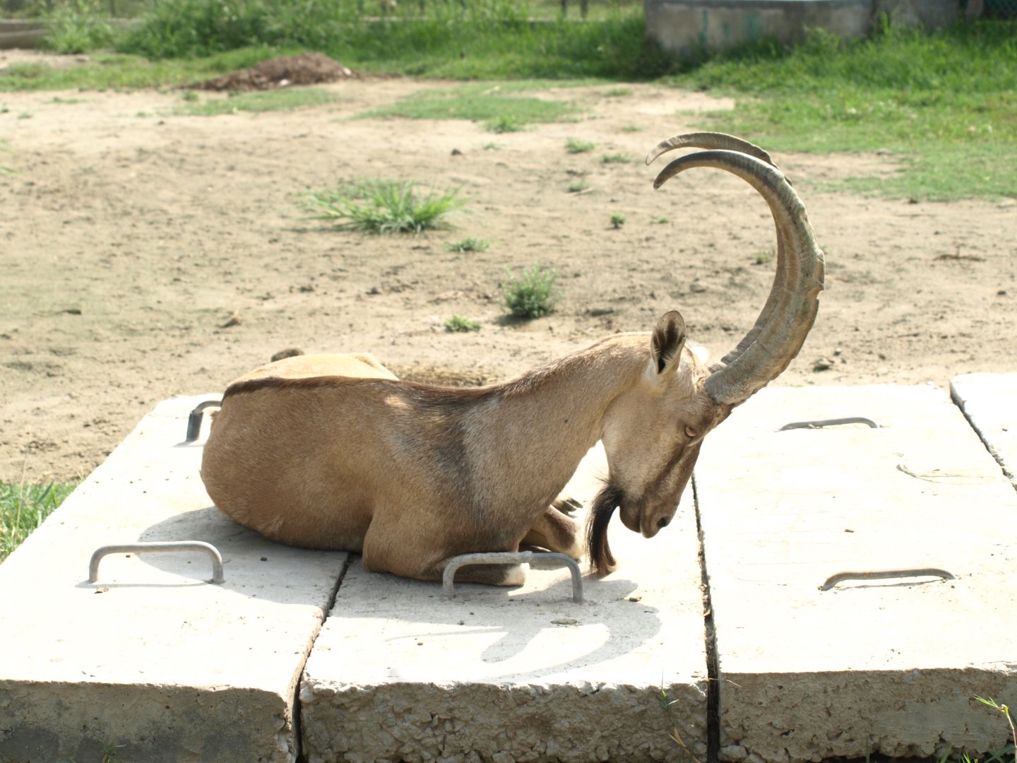 Sindh ibex - Peshawar Zoo 22/7/2018