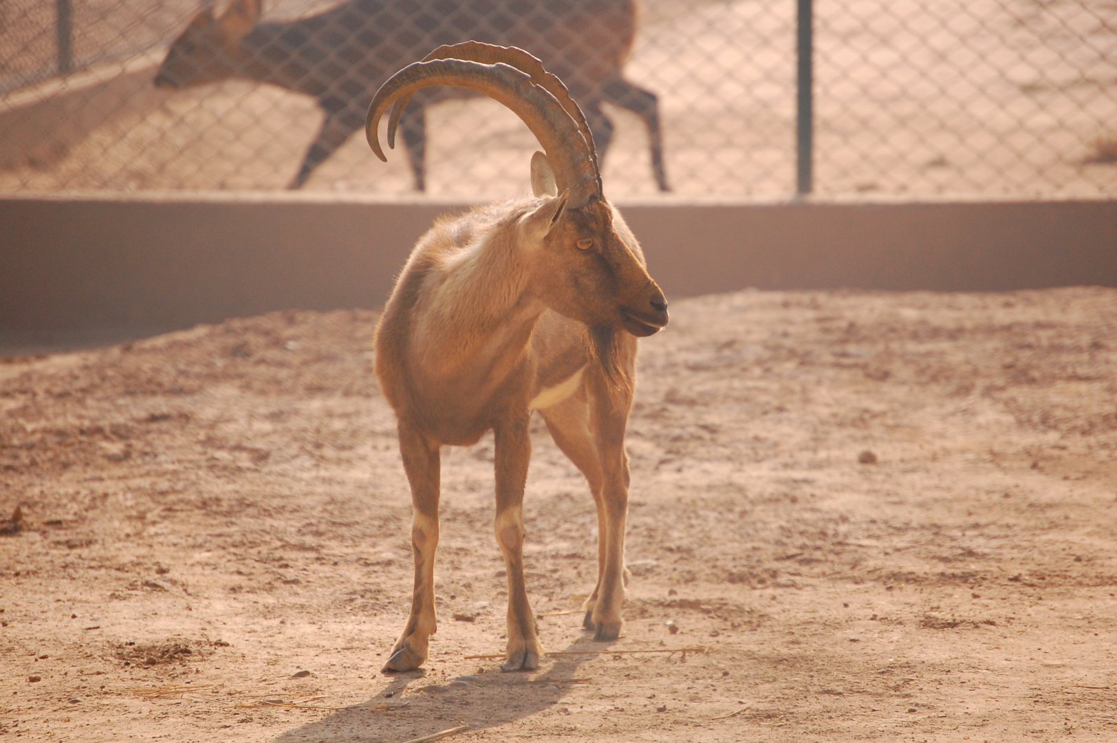 Sindh ibex - Peshawar zoo 8/12/2018