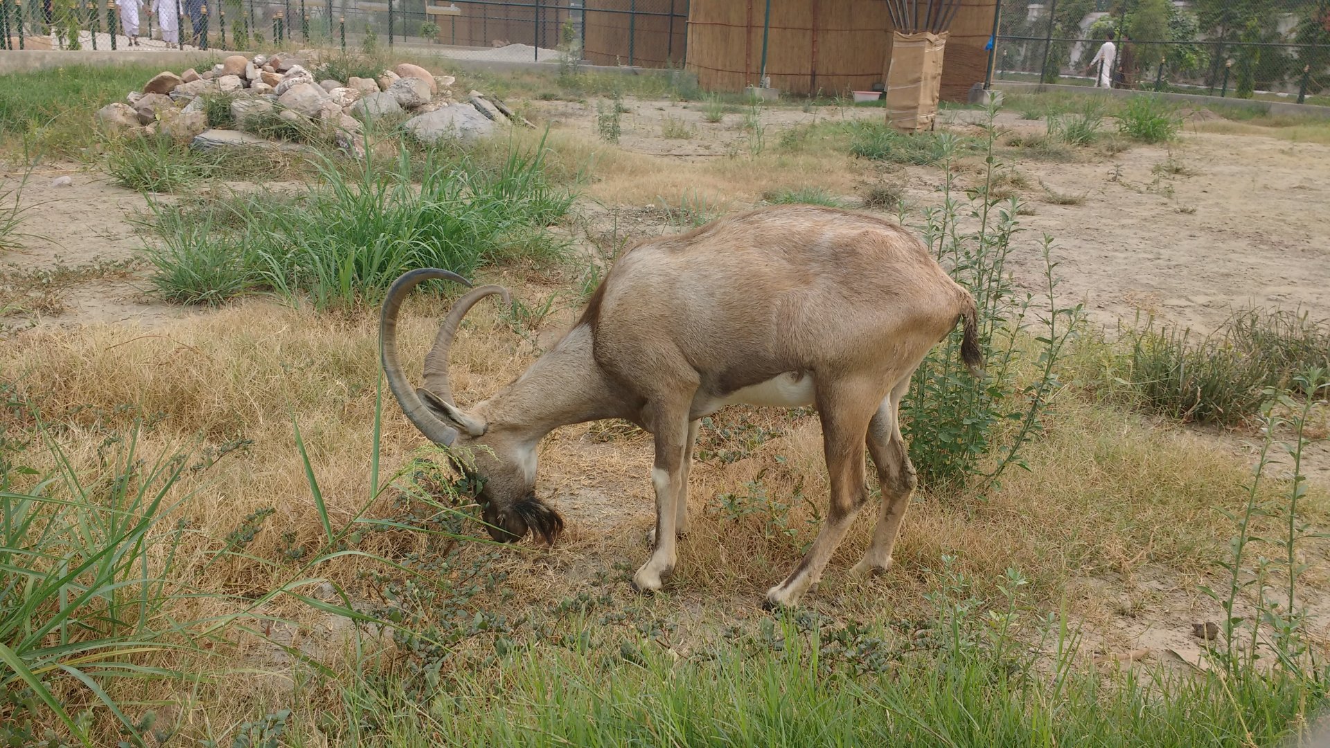 Sindh Ibex - Peshawar Zoo 9/9/2018