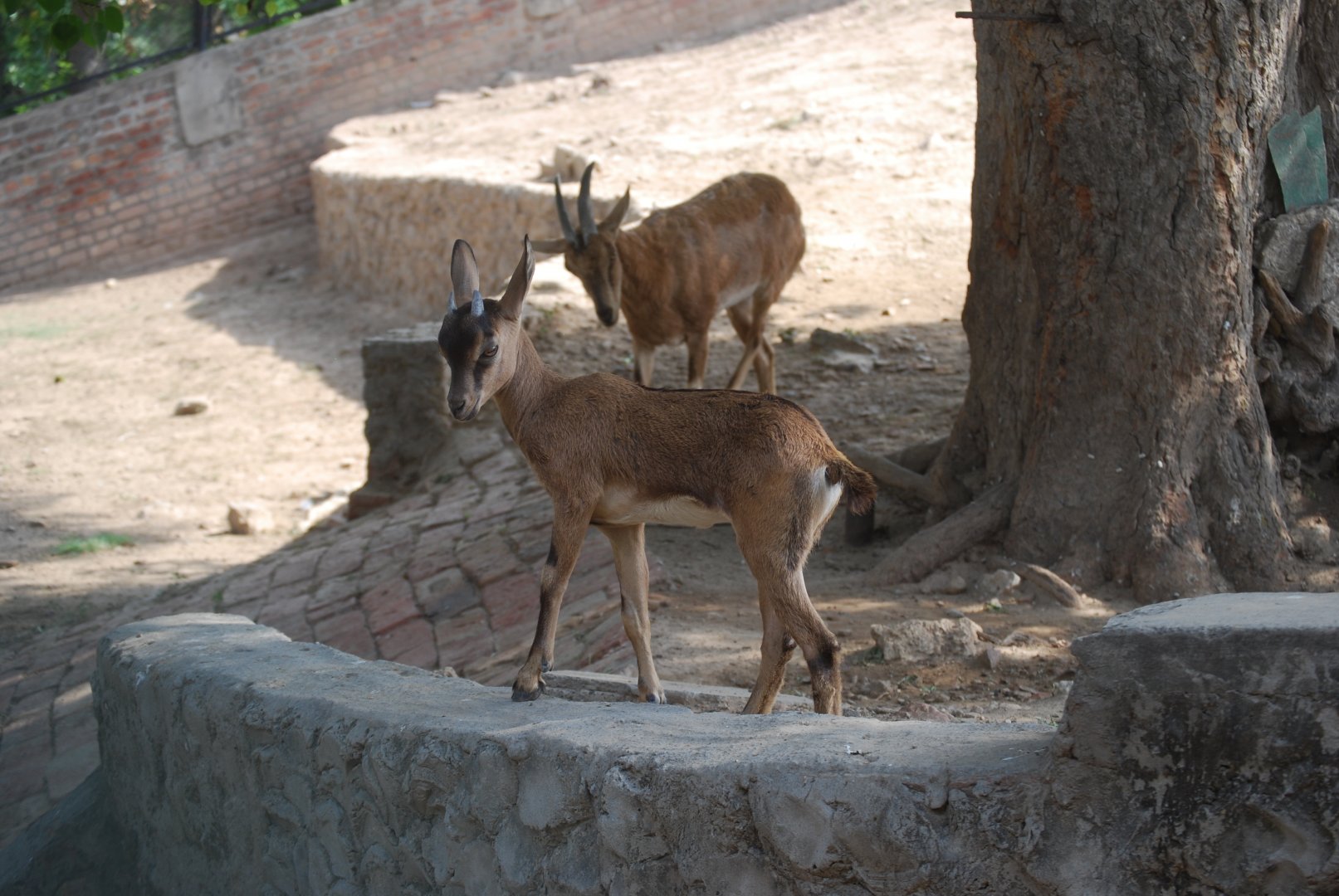 Sindh wild goat x Domestic goat kid - Lahore zoo 26/4/2025