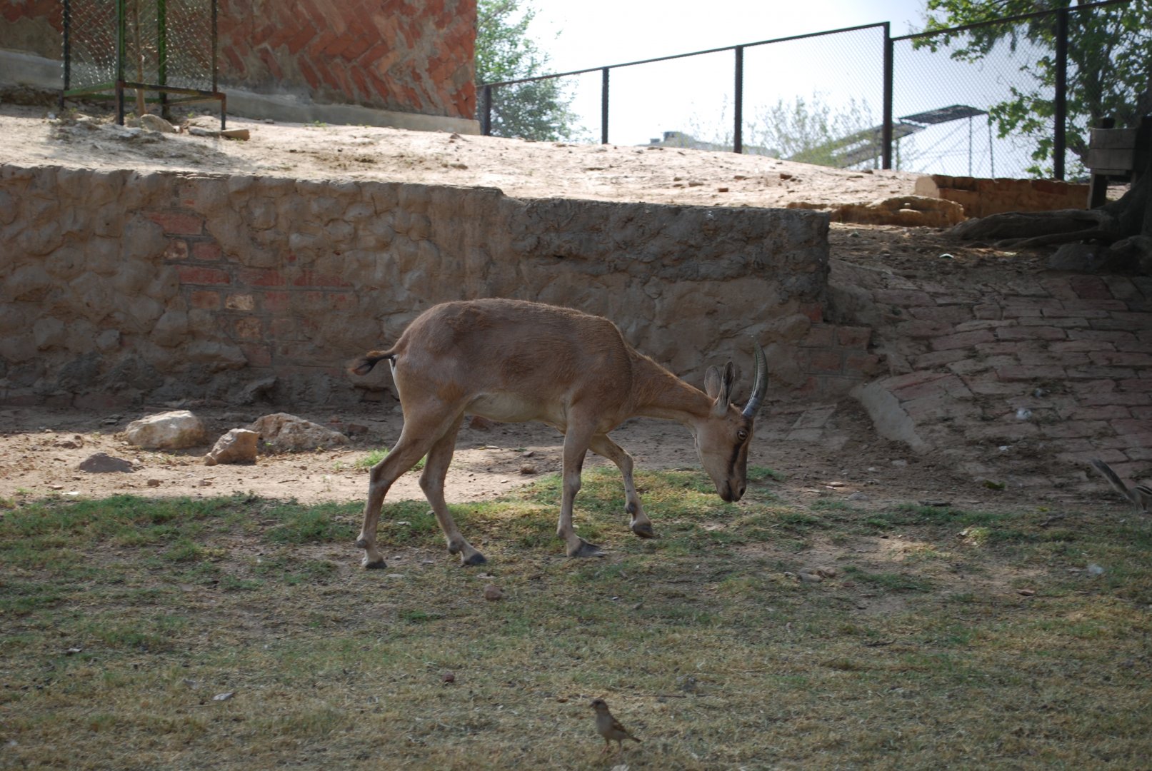 Sindh wild goat x Domestic goat - Lahore zoo 26/4/2025