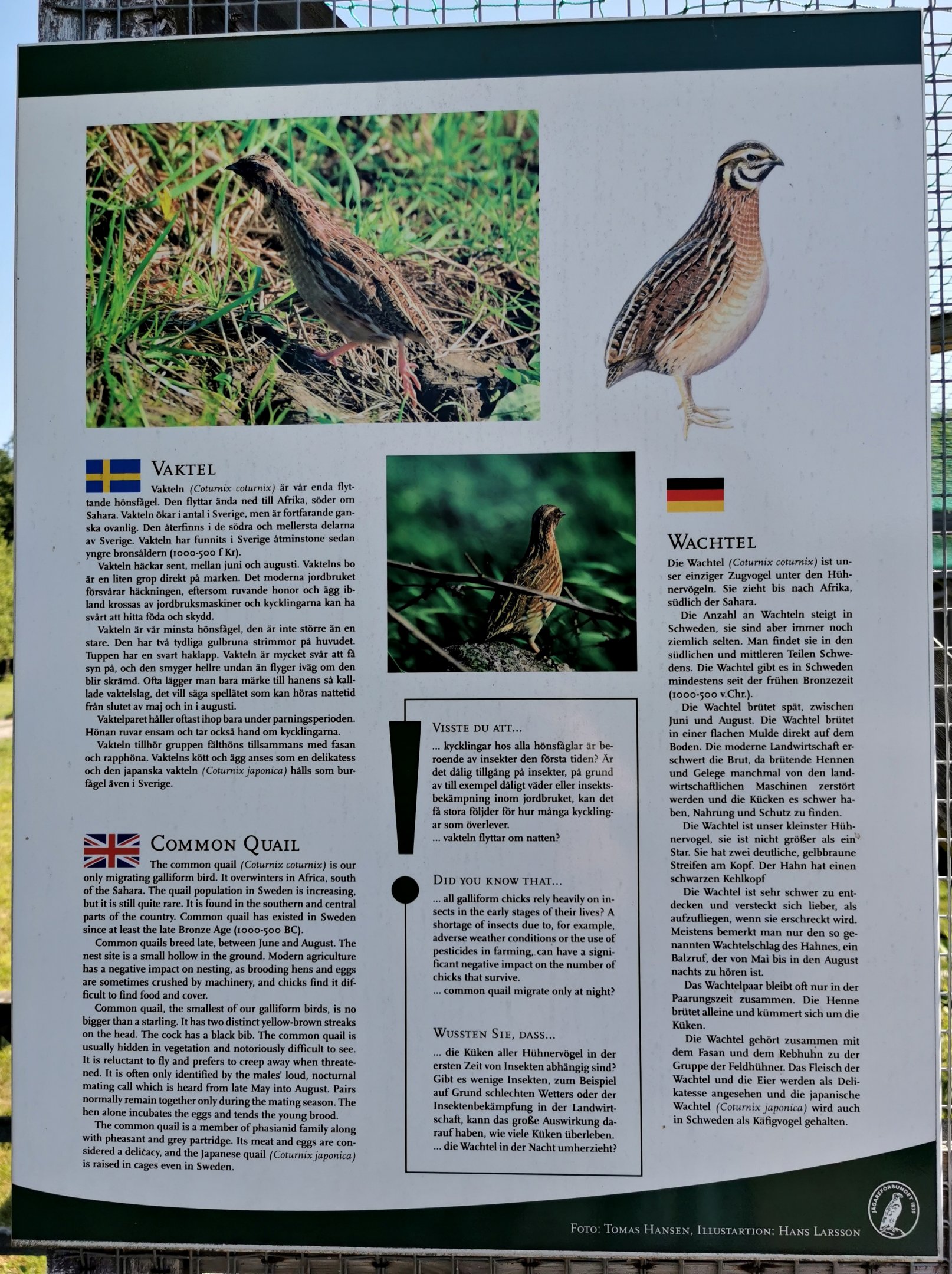 Sing example - Eurasian quail 2