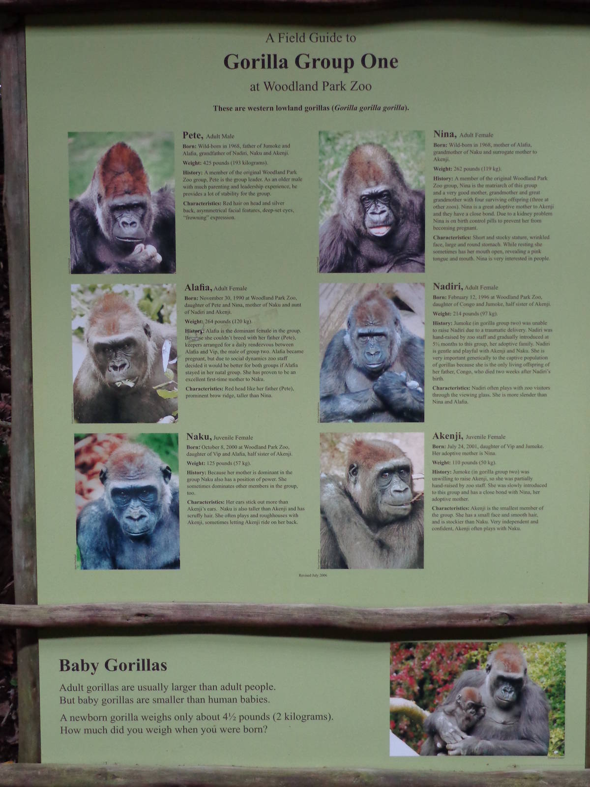 Singage: Gorilla Group #1