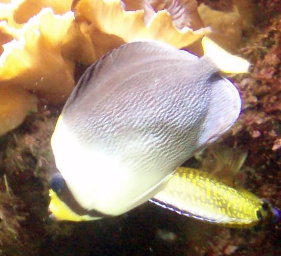Singapore Angelfish (Chaetodonplus mesoleucus)