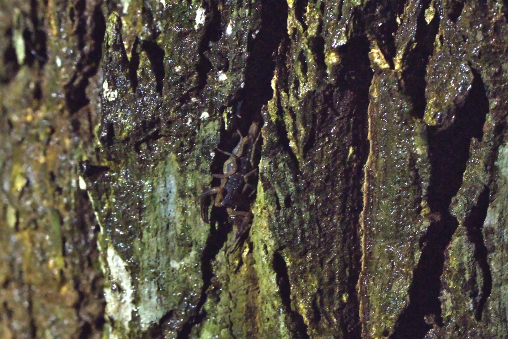 Singapore Bark Scorpion (Lychas scutilus)