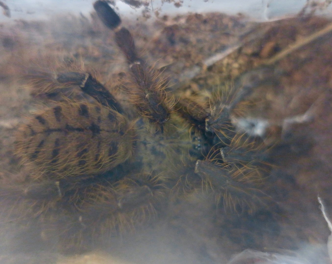 Singapore Blue Tarantula (Omothymus violaceopes)