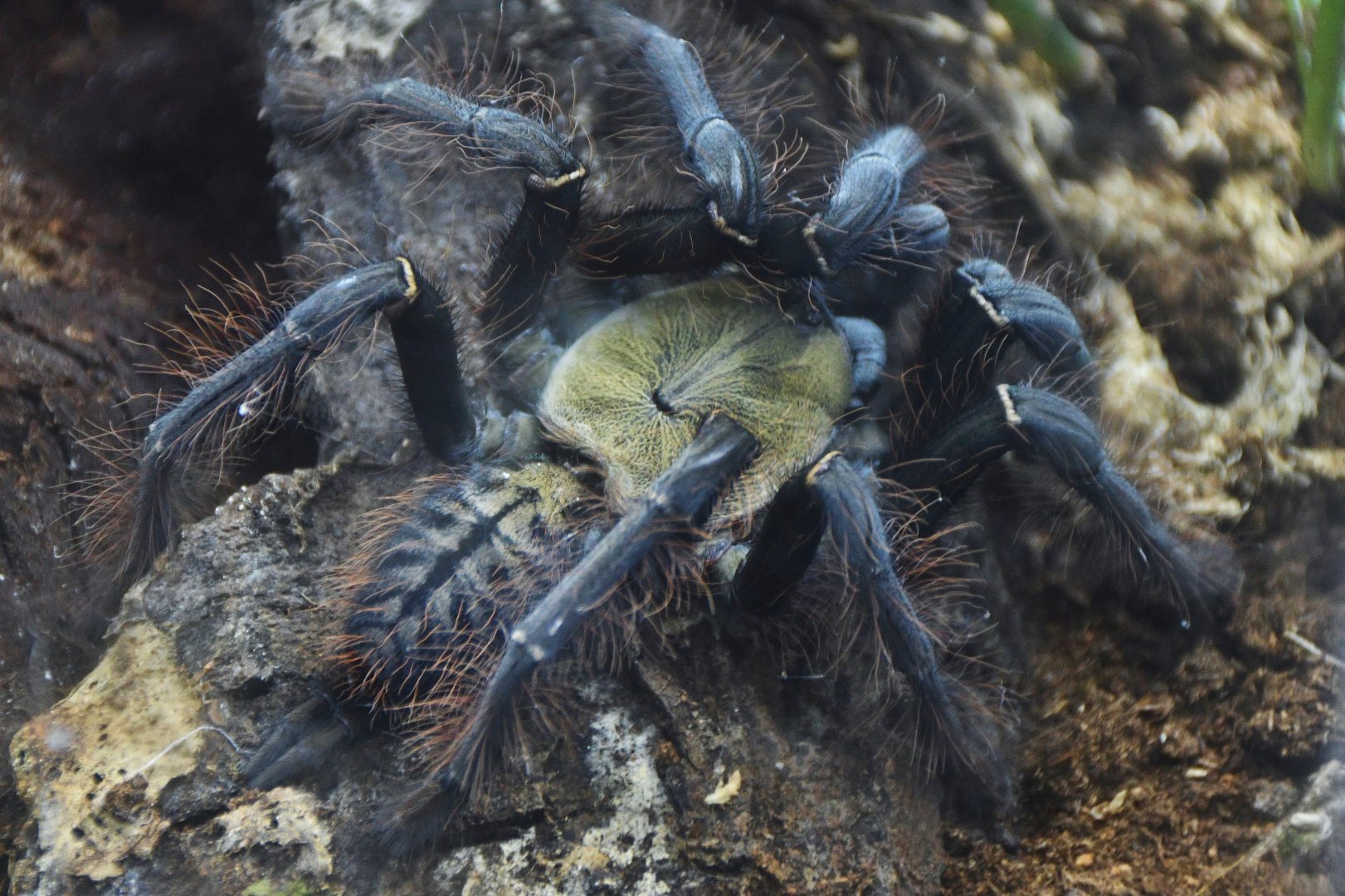 Singapore Blue Tarantula (Omothymus violaceopes)