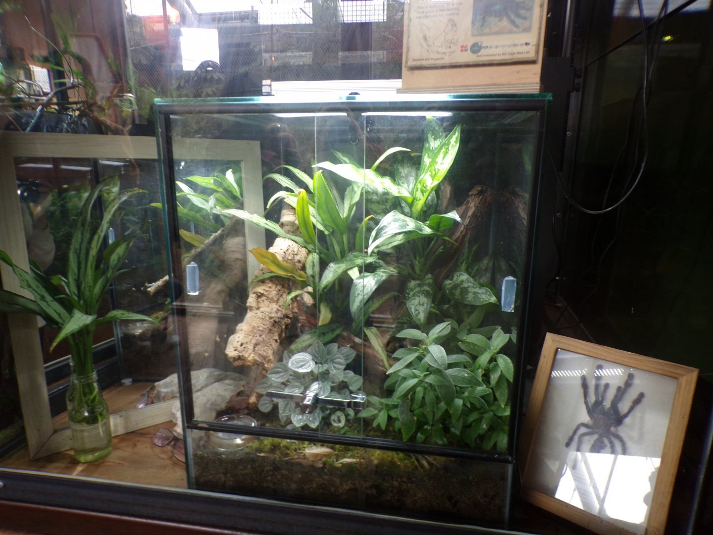 Singapore blue tarantula terrarium 29.6.24