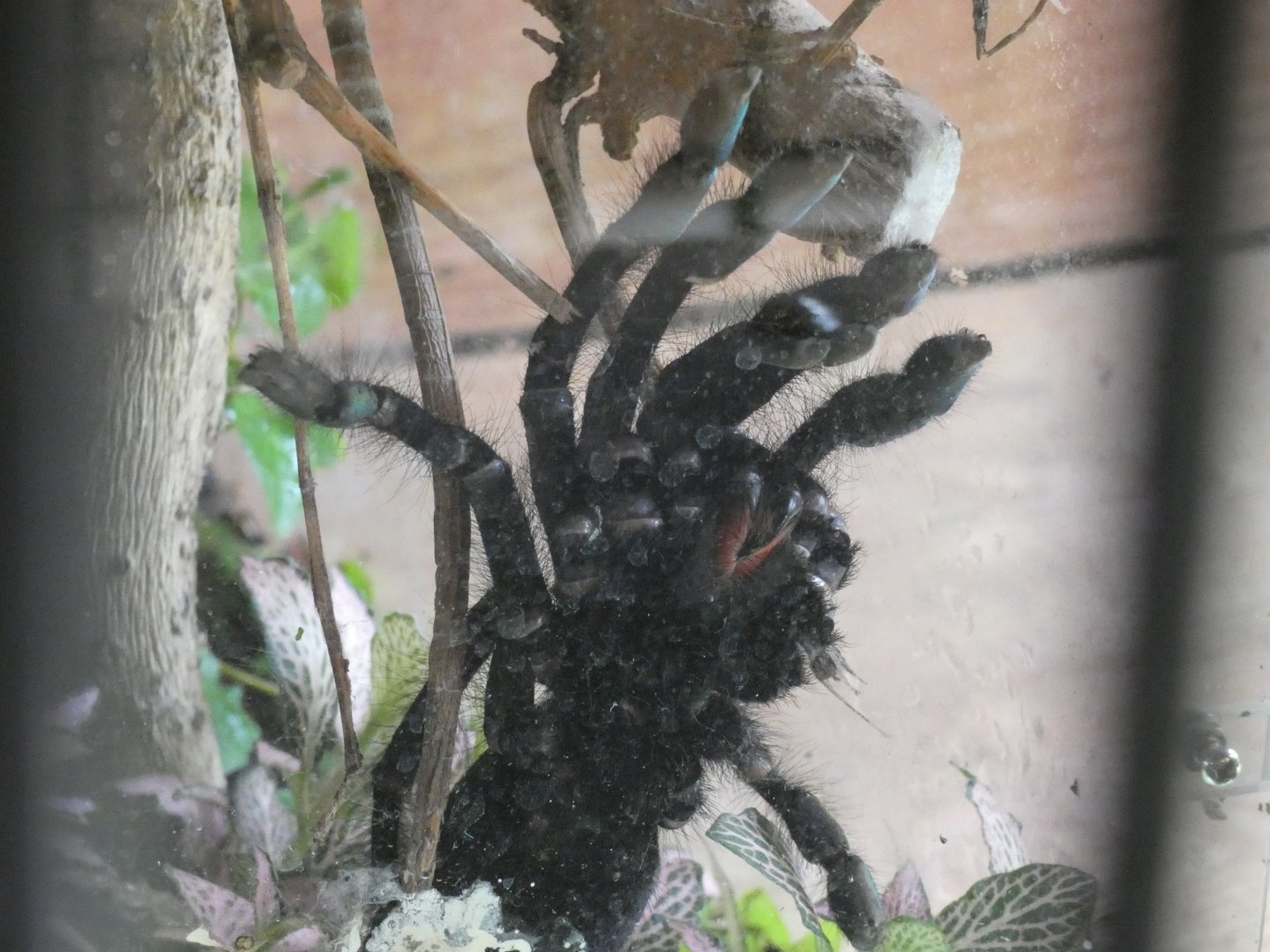 Singapore Blue Tarantula
