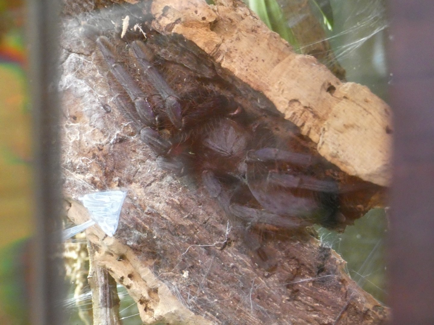 Singapore blue tarantula