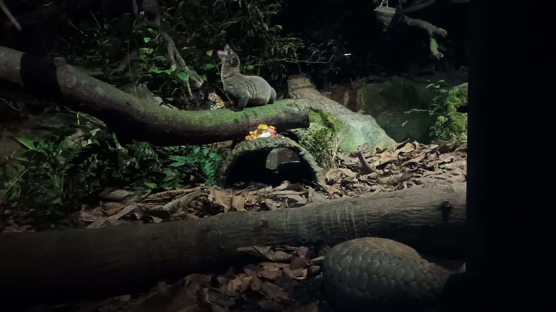 "Singapore Natives" Enclosure Inhabitants