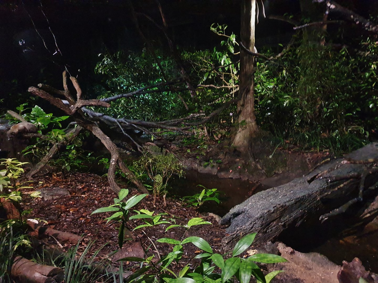 "Singapore Natives" exhibit