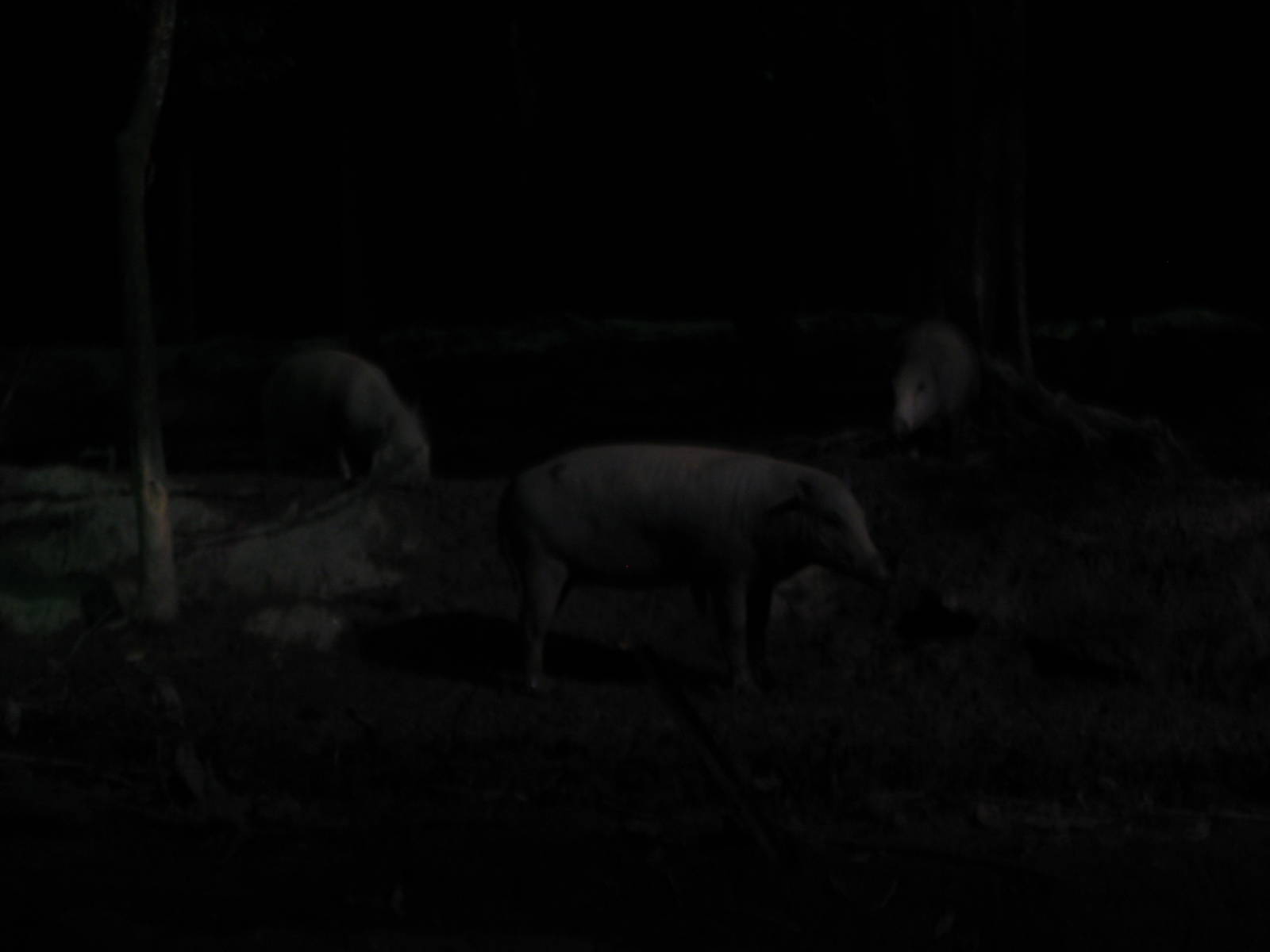 Singapore Night Safari 2008 - Babirusa from Indonesia