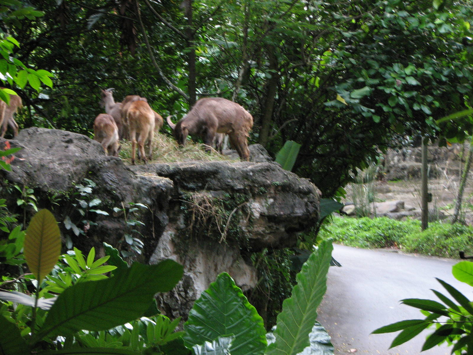 Singapore Night Safari 2008 - Himalayan Tahr