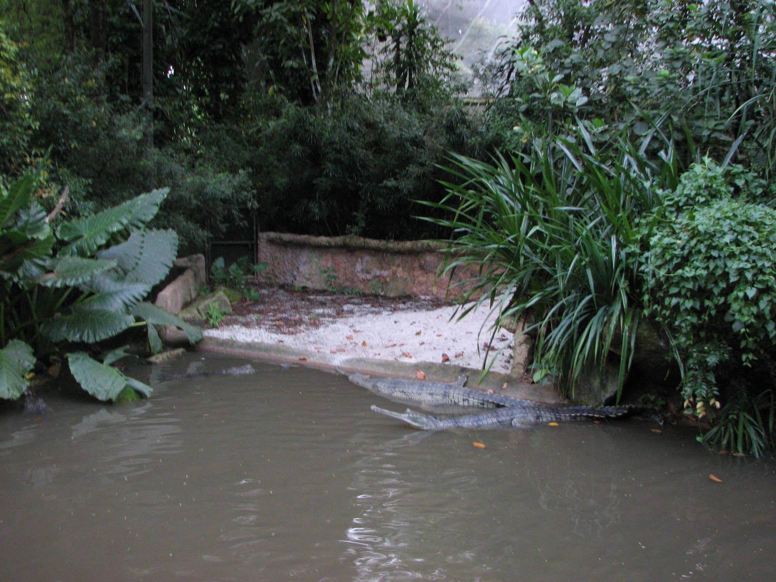 Singapore Night Safari 2008 - Indian Gavial exhibit