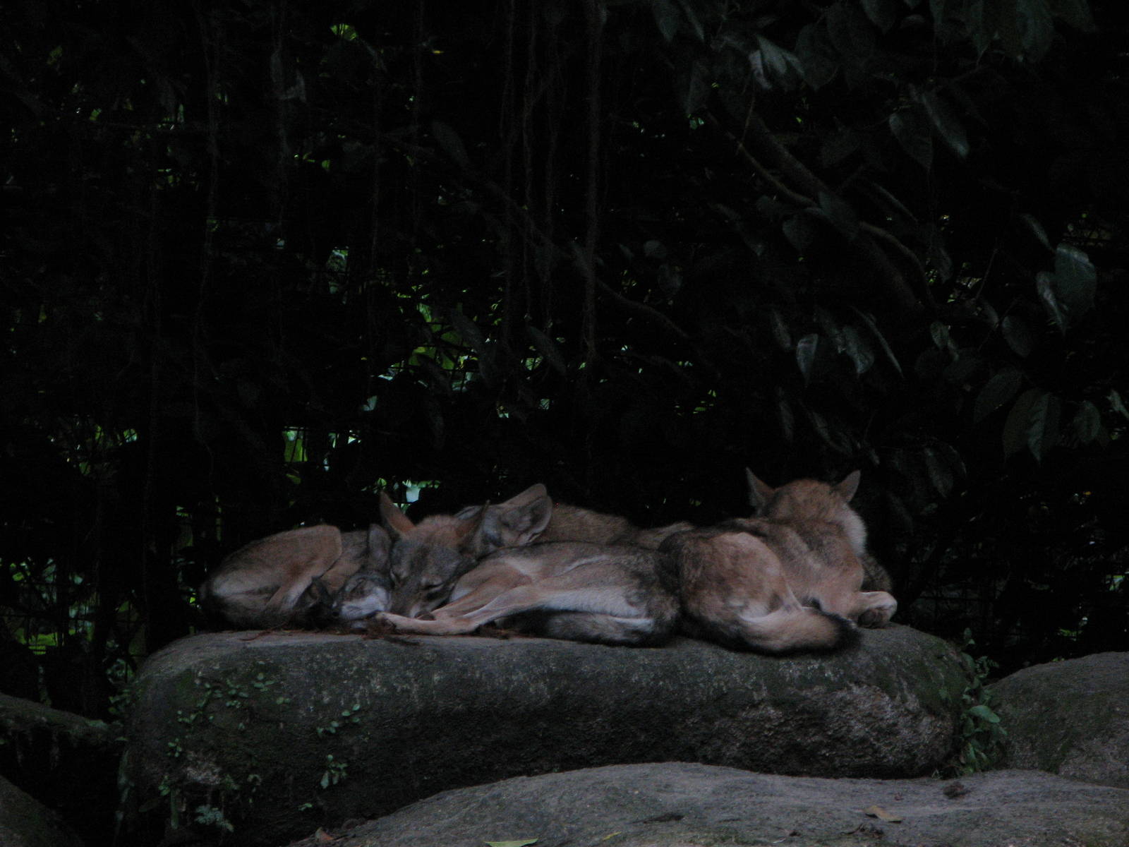 Singapore Night Safari 2008 - Indian Wolves