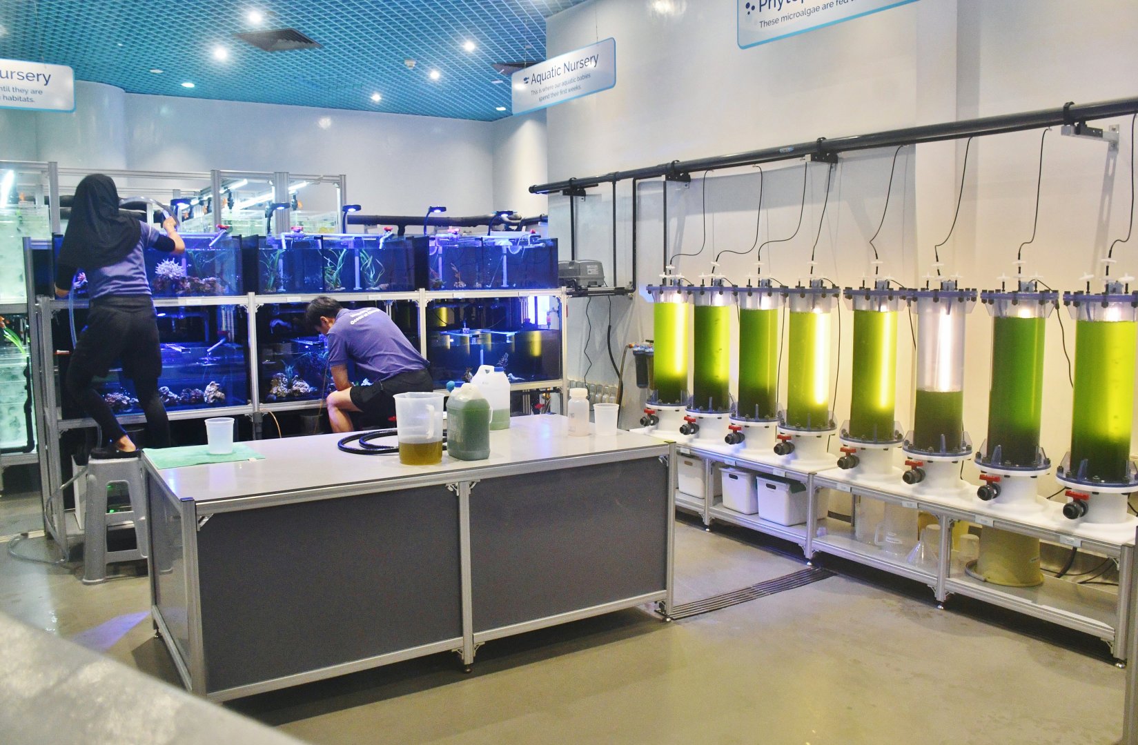 Singapore Oceanarium - Aquarist Lab