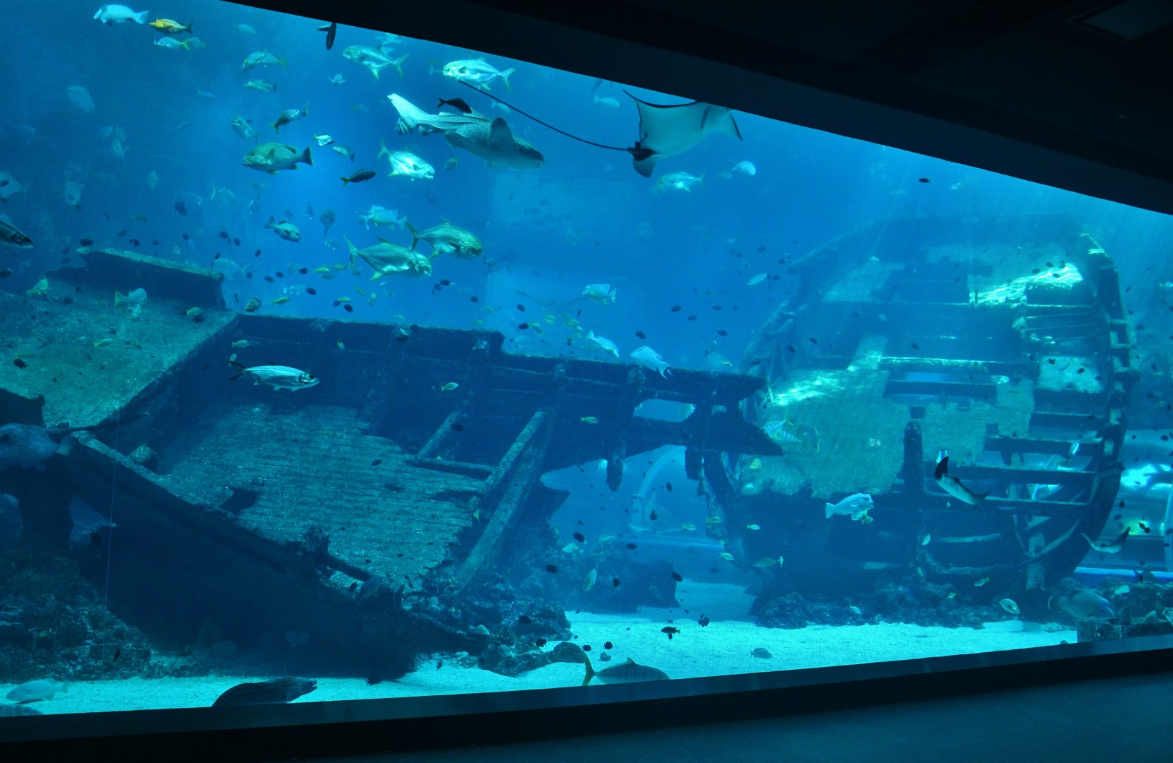 Singapore Oceanarium - Artificial Habitats zone