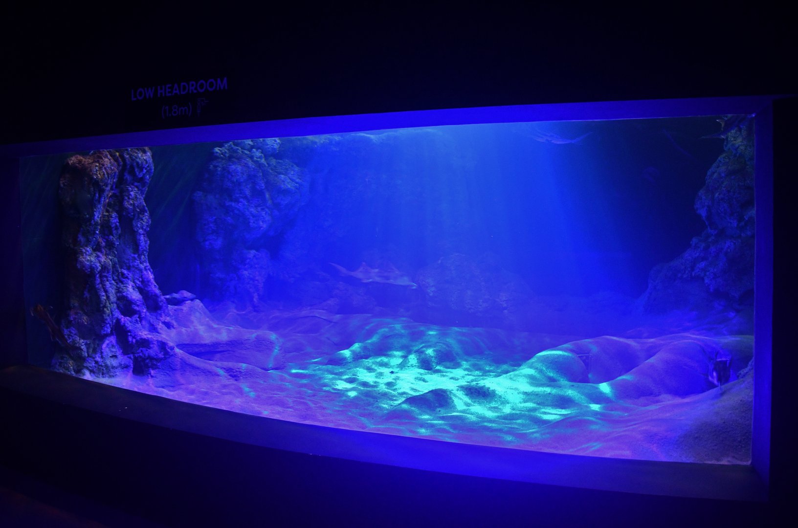 Singapore Oceanarium - Australian Ghostshark exhibit