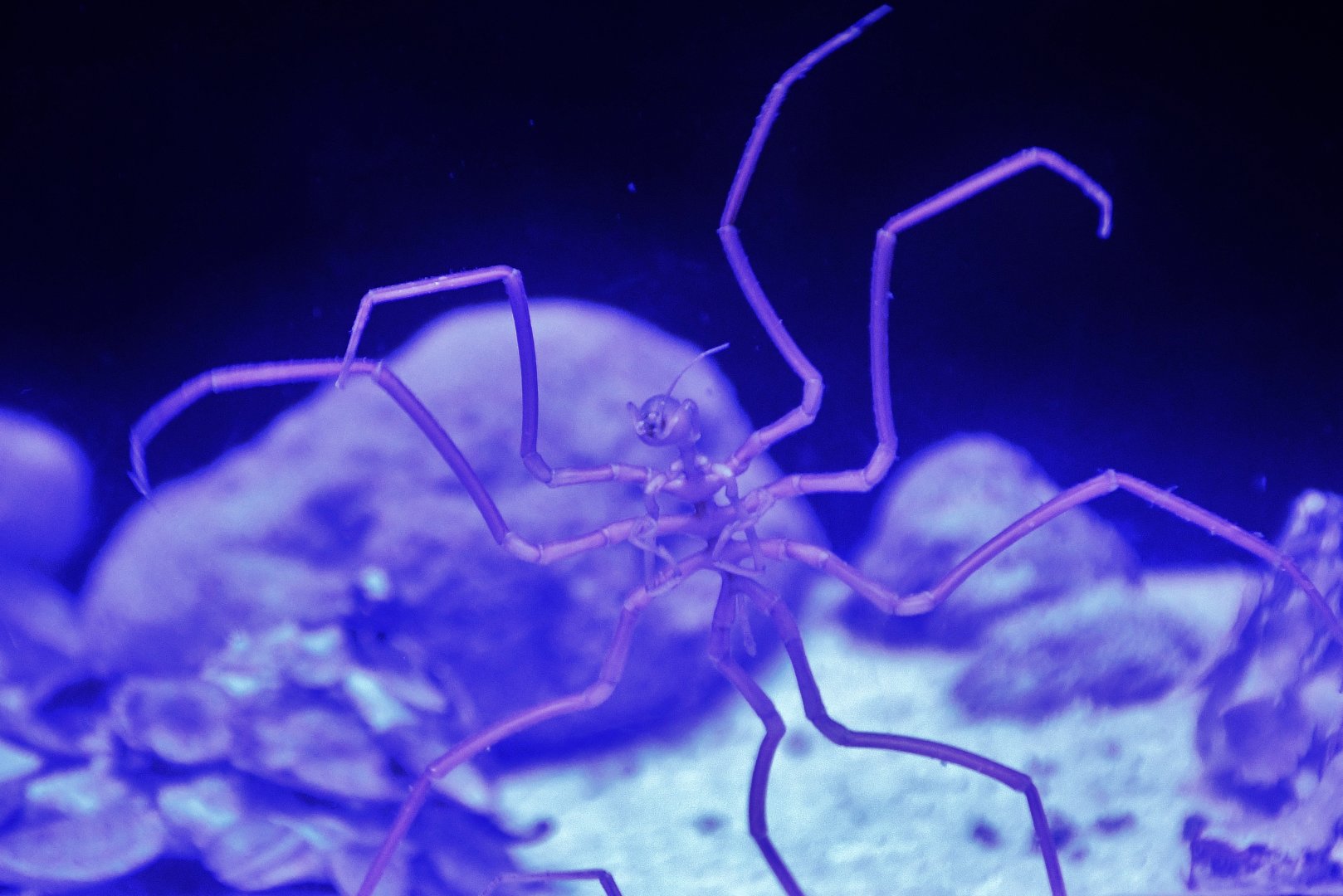 Singapore Oceanarium - Deep Sea Spider (Ascorhynchus japonicum)