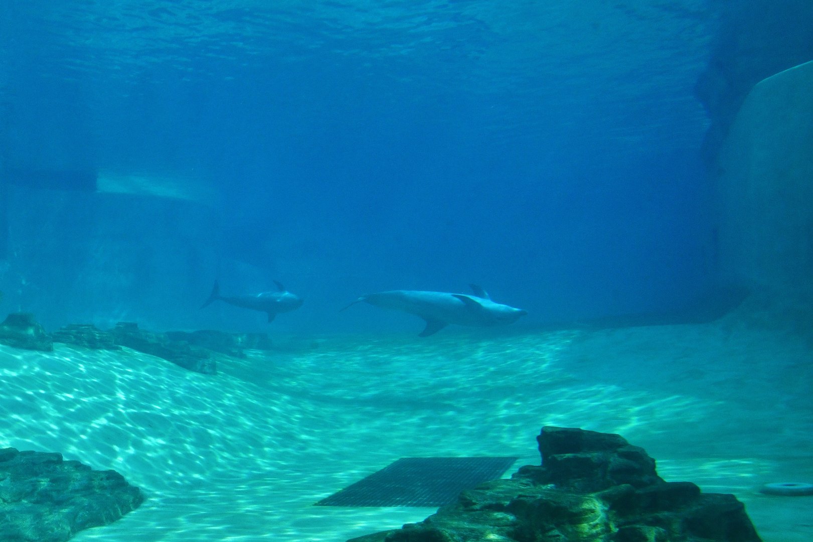 Singapore Oceanarium - Indo-Pacific Bottlenose Dolphin exhibit
