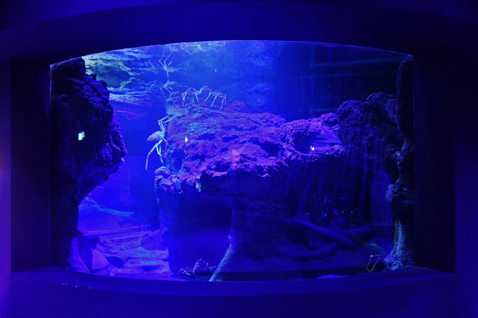 Singapore Oceanarium - Japanese Spider Crab exhibit