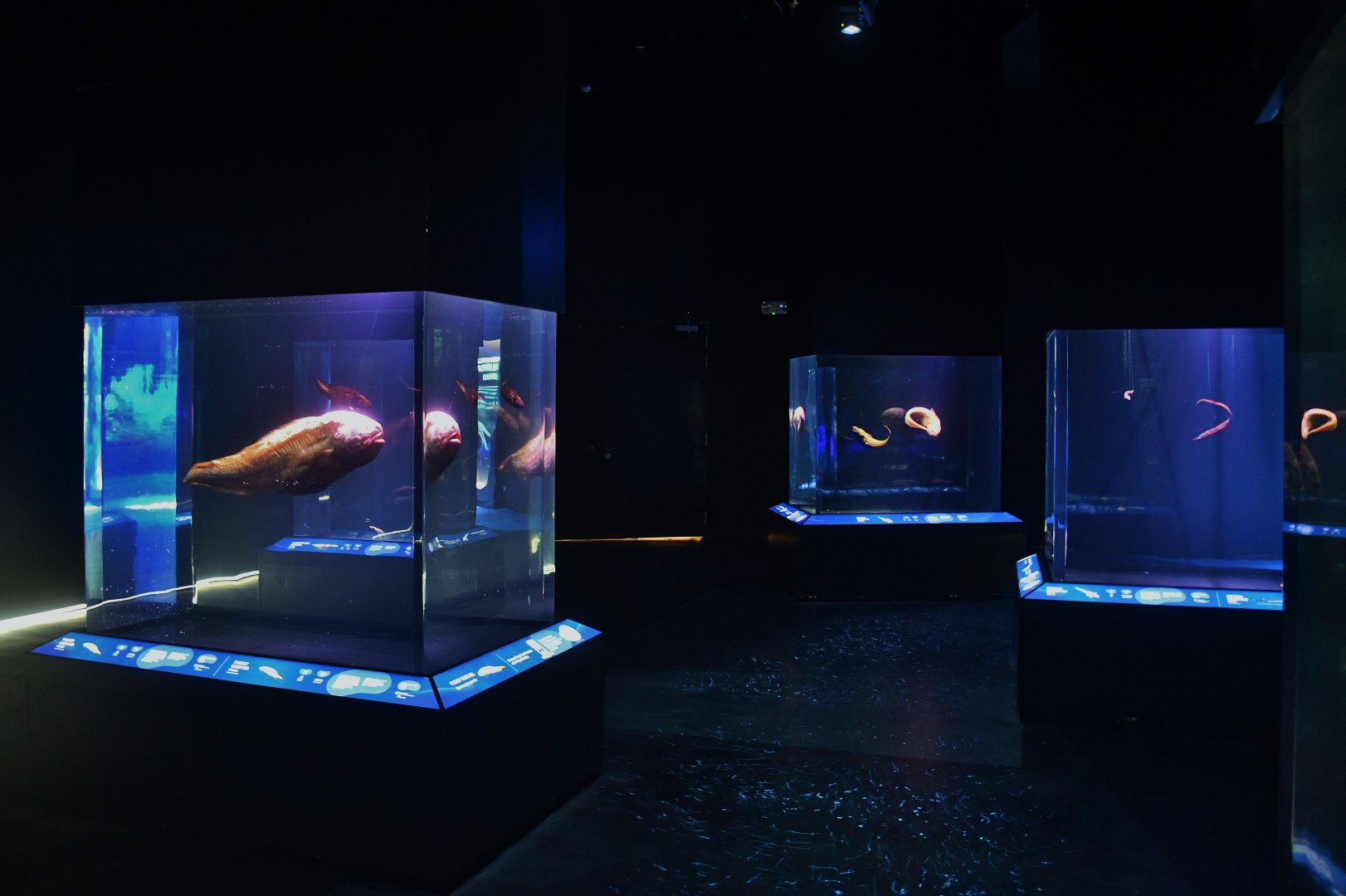 Singapore Oceanarium - Life in the Deep zone