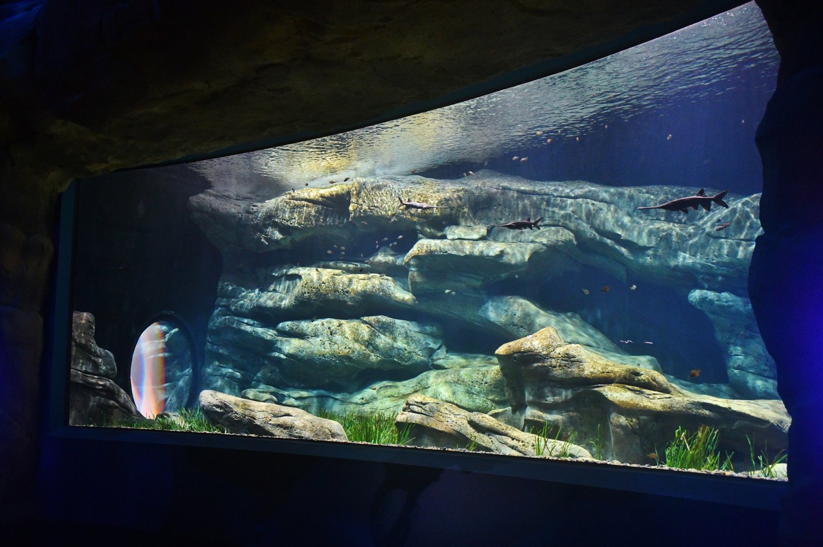Singapore Oceanarium - Mississippi Paddlefish exhibit