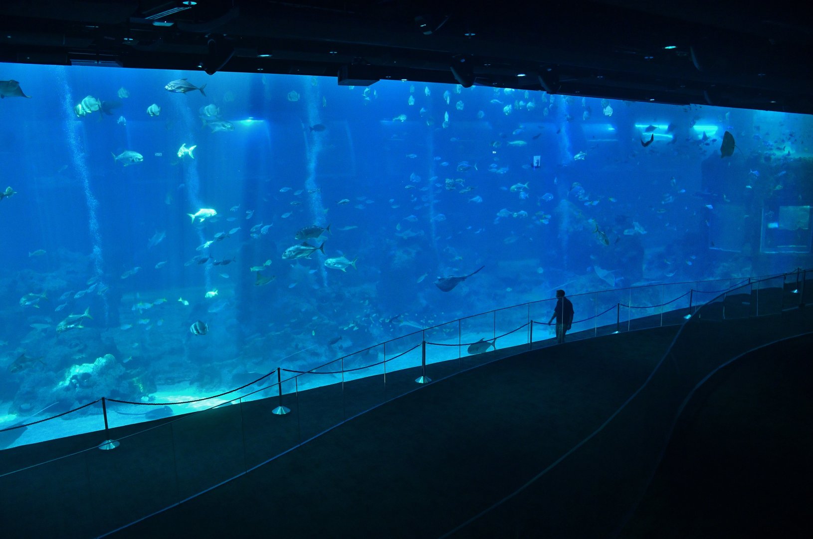 Singapore Oceanarium - Open Ocean zone